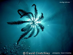 A dazzling featherstar drifting down to its place of rest... by David Crutchley 
